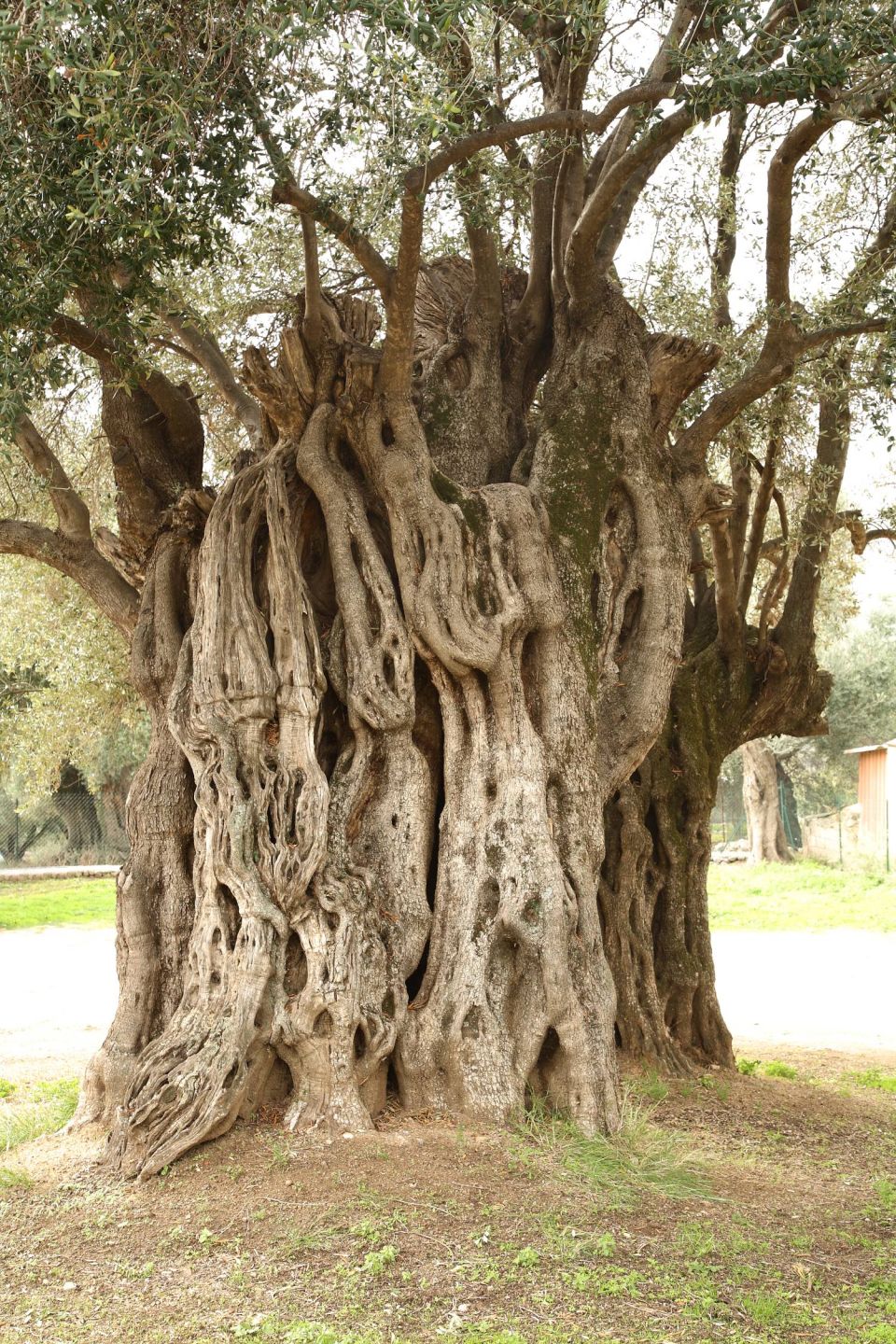 Vieil olivier à Aregno