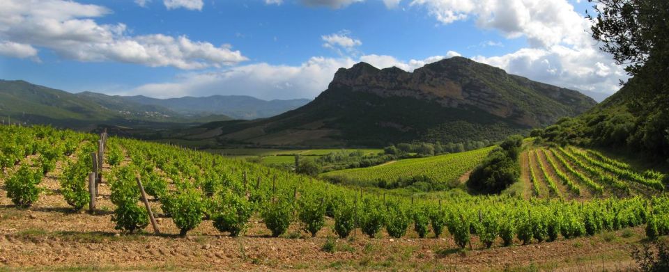 Vignes à Patrimonio