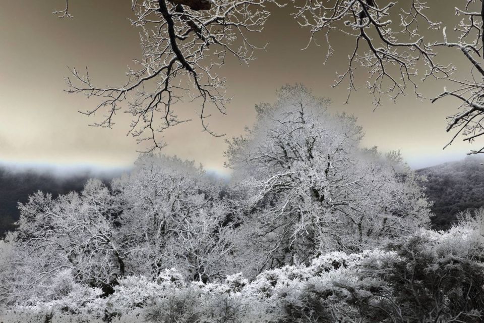 Neige sur les arbres