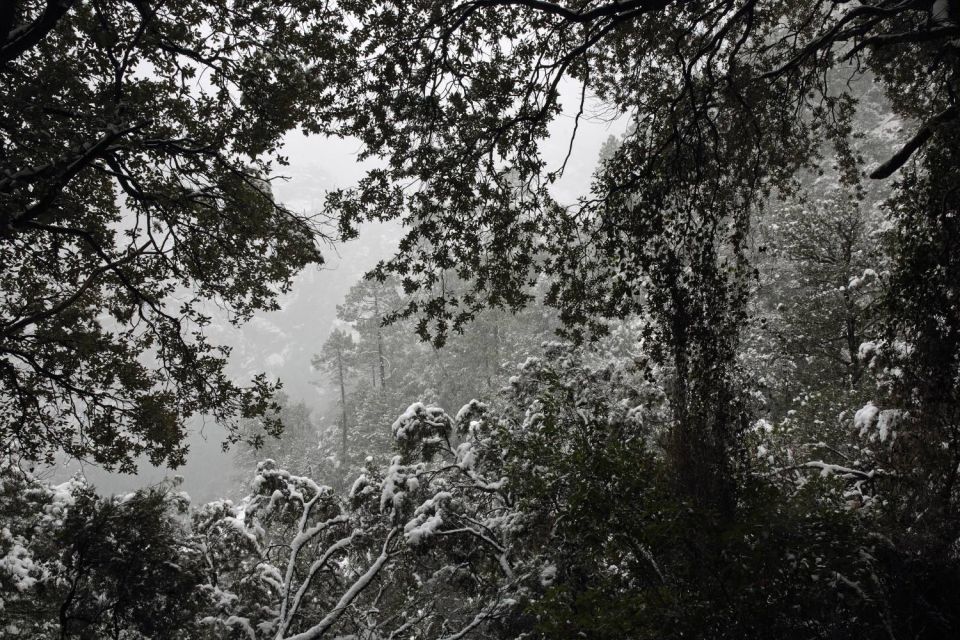 Forêt de Bonifatu en hiver