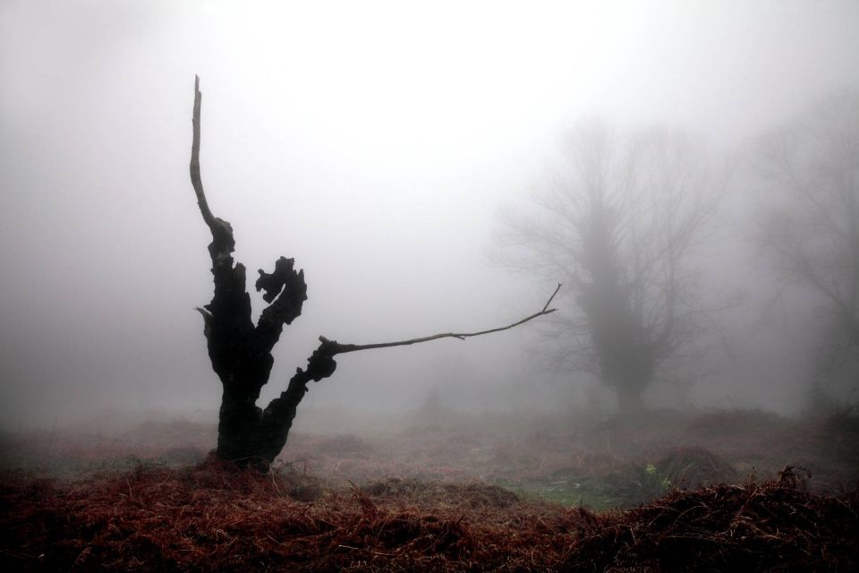 Arbre calciné dans la brume vers Rutali