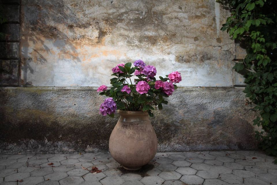 Hortensias en vase devant vieux mur