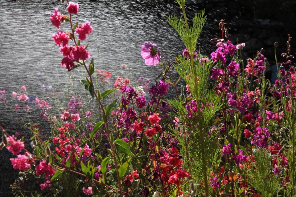 Fleurs sous l'arroseur