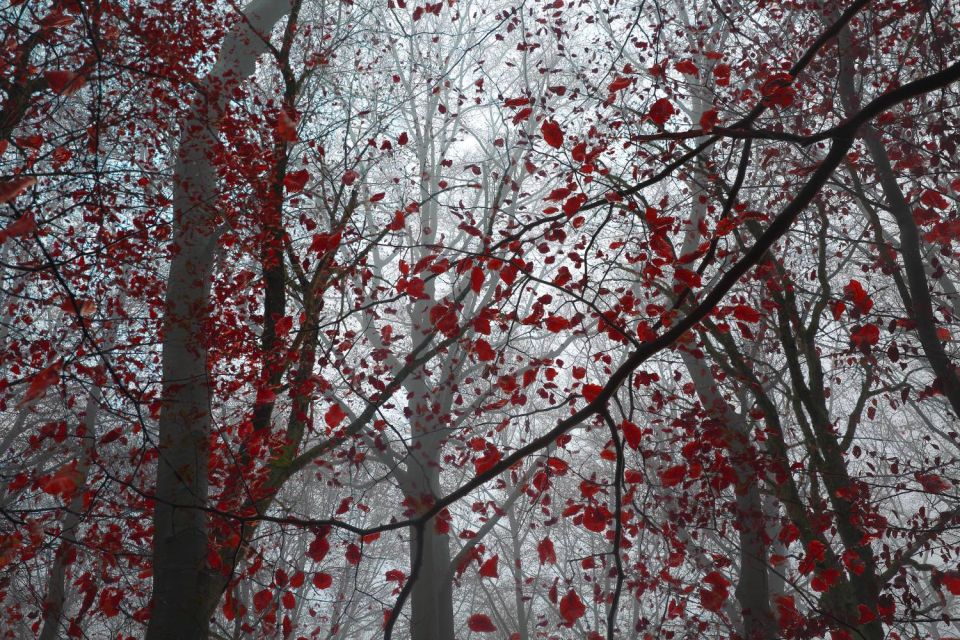 Brume et feuilles rouges dans la Forêt Noire - Allemagne