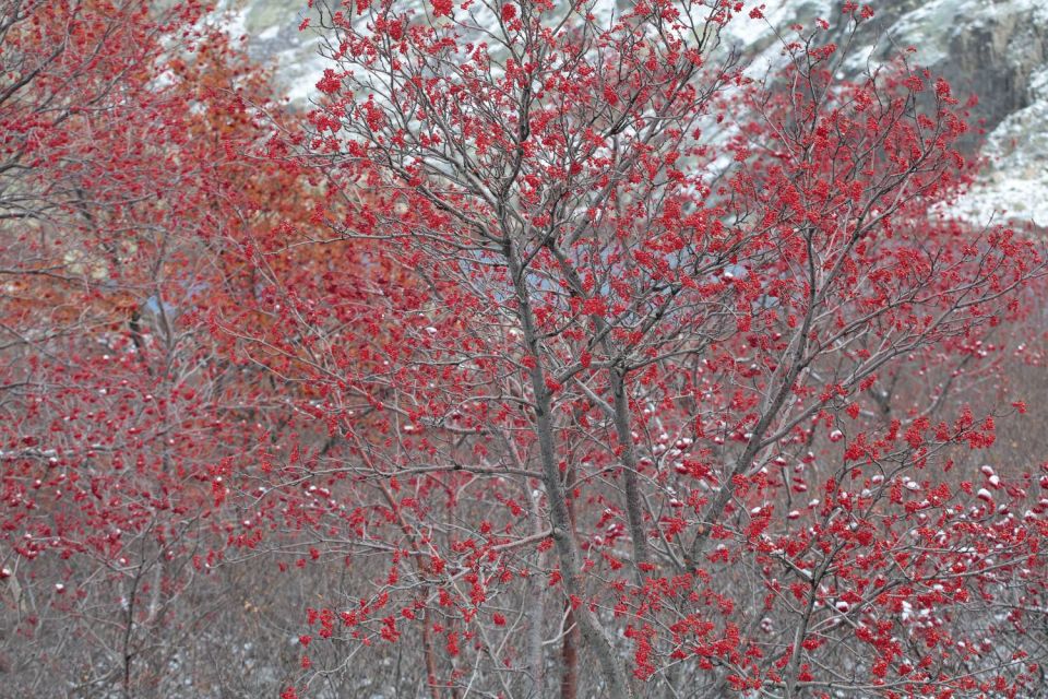 Sorbiers en hiver dans la Restonica - 1