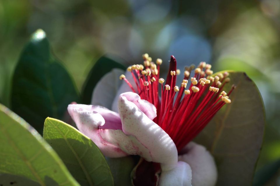 Fleur de Feijoa au JBF