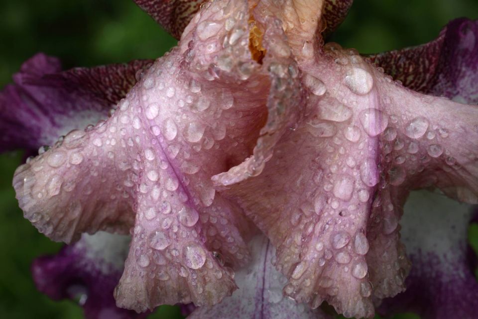 Iris et rosée