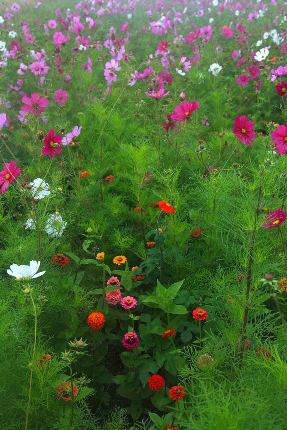 Fleurs cosmos