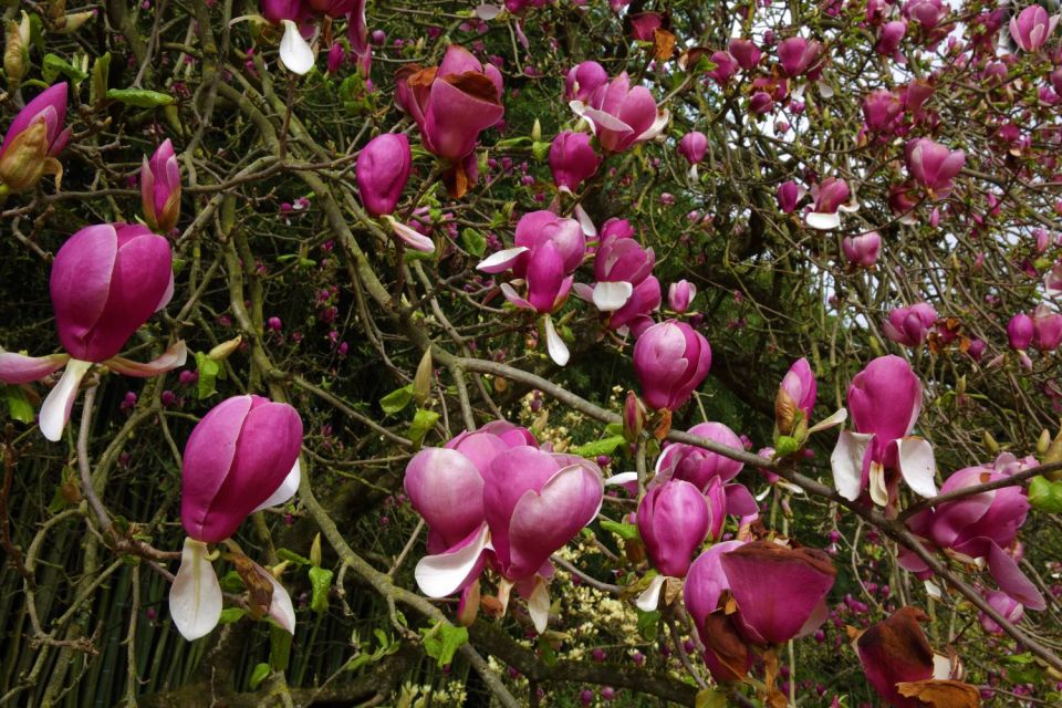 Magnolia Bambouseraie d'Anduze