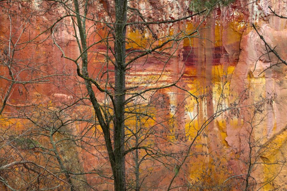 Arbre et falaise d'ocre à Ocre en Roussillon