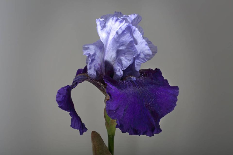 Iris mauve et blanc