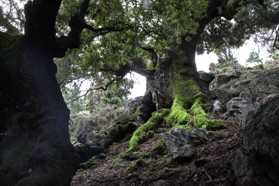 Vieux chênes verts moussus dans la Forêt de Mausoleo